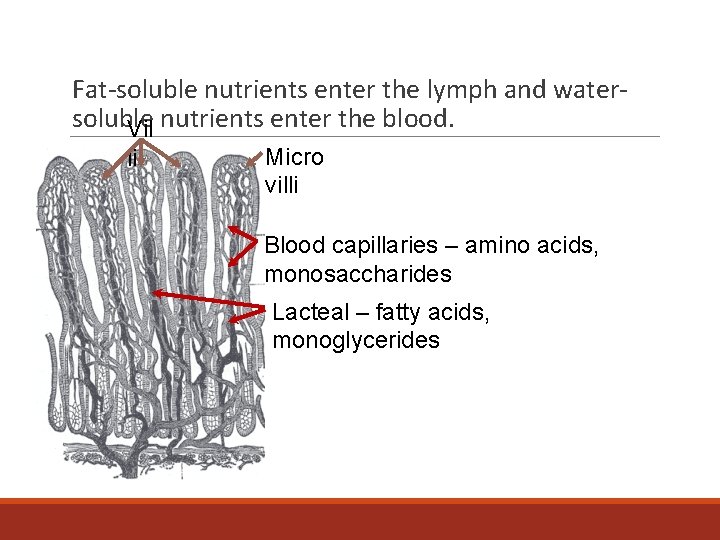 Fat-soluble nutrients enter the lymph and watersoluble Vil nutrients enter the blood. li Micro