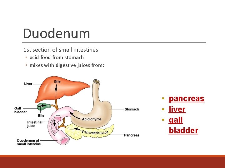 Duodenum 1 st section of small intestines ◦ acid food from stomach ◦ mixes
