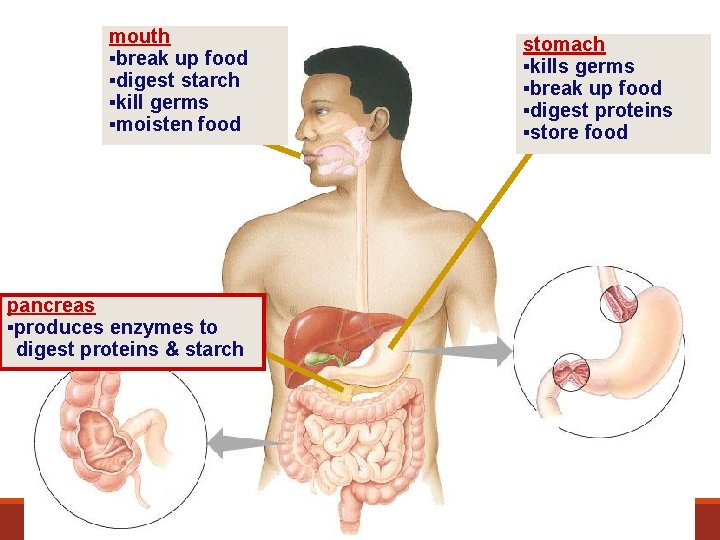 mouth ▪break up food ▪digest starch ▪kill germs ▪moisten food pancreas ▪produces enzymes to