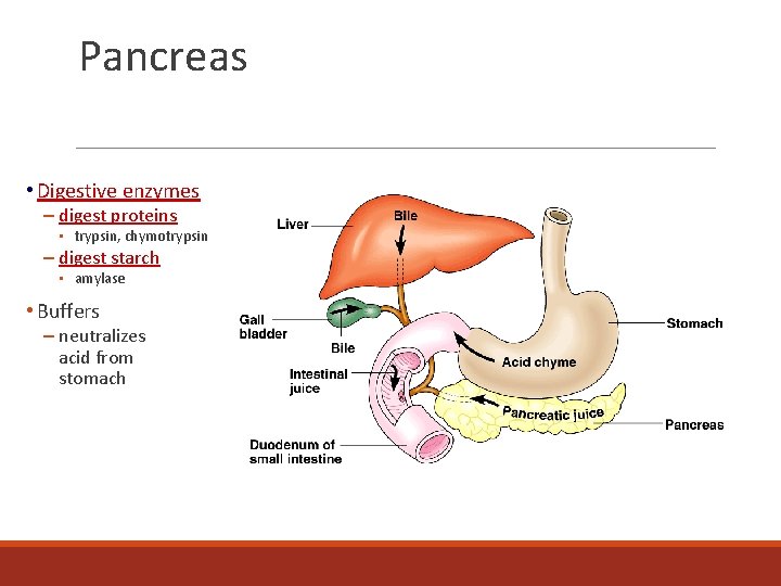 Pancreas • Digestive enzymes – digest proteins • trypsin, chymotrypsin – digest starch •