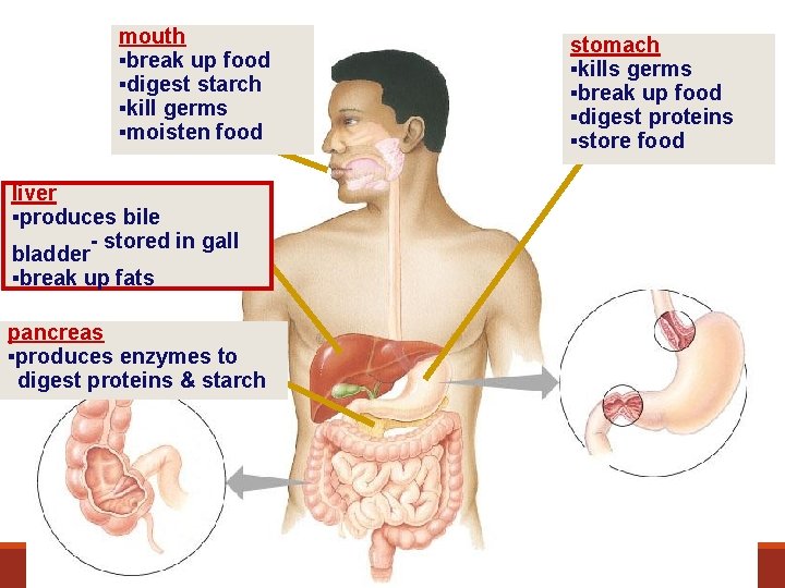 mouth ▪break up food ▪digest starch ▪kill germs ▪moisten food liver ▪produces bile -