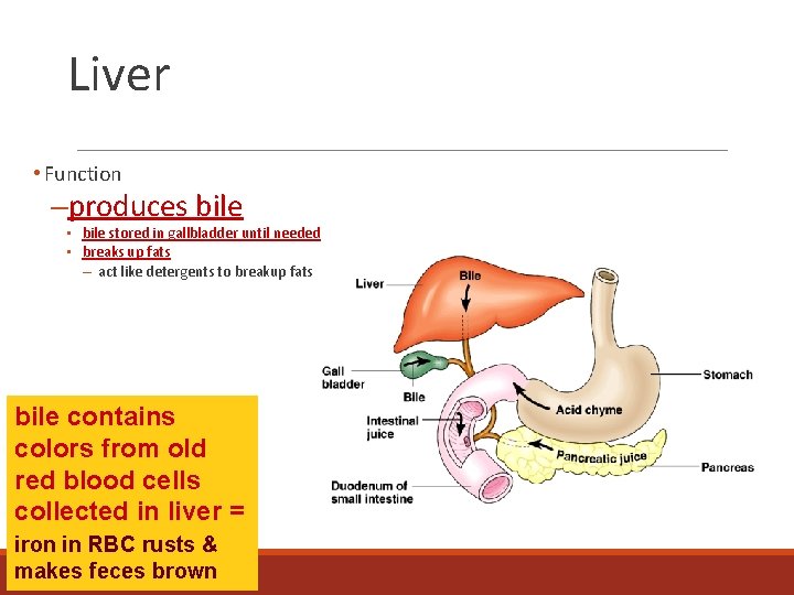 Liver • Function –produces bile • bile stored in gallbladder until needed • breaks