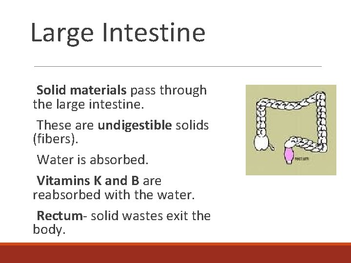 Large Intestine Solid materials pass through the large intestine. These are undigestible solids (fibers).