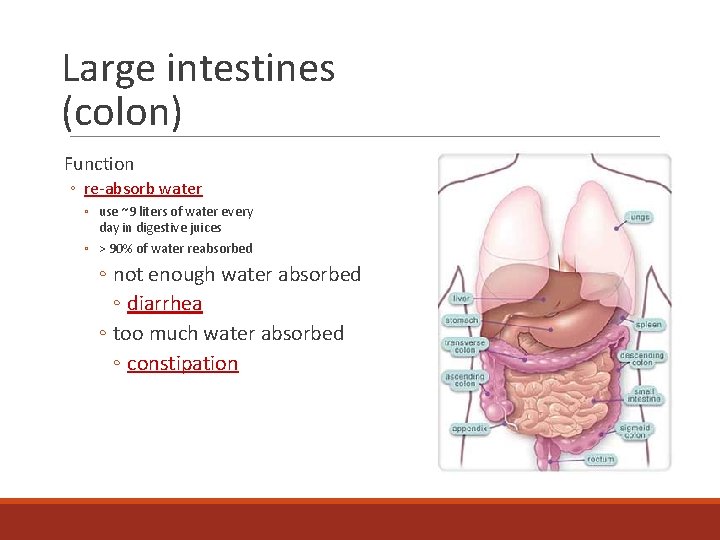 Large intestines (colon) Function ◦ re-absorb water ◦ use ~9 liters of water every