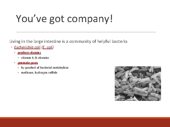 You’ve got company! Living in the large intestine is a community of helpful bacteria