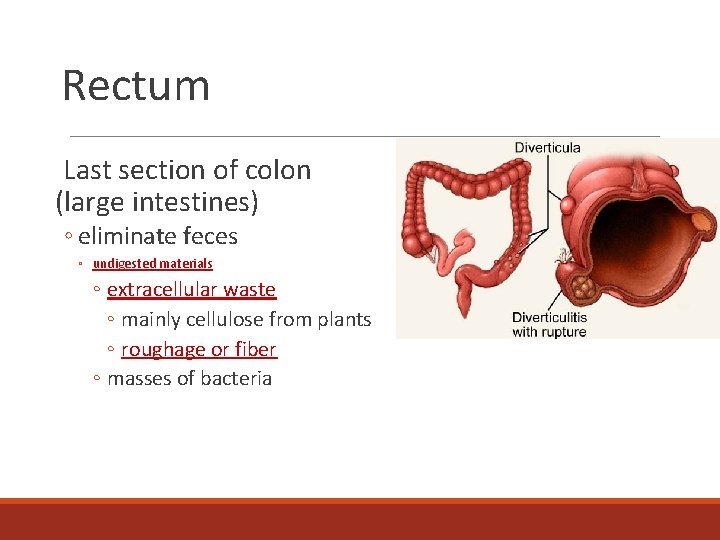 Rectum Last section of colon (large intestines) ◦ eliminate feces ◦ undigested materials ◦