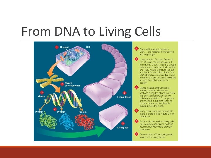 From DNA to Living Cells 