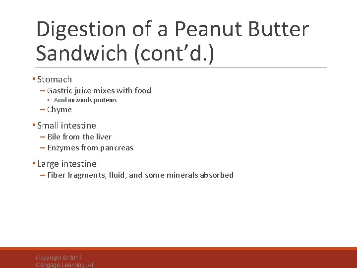 Digestion of a Peanut Butter Sandwich (cont’d. ) • Stomach – Gastric juice mixes