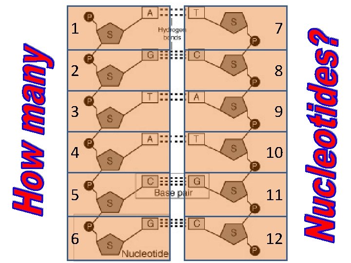 1 7 2 8 3 9 4 10 5 11 6 12 1 7 2 8 3 9 4 10 5 11 6 12