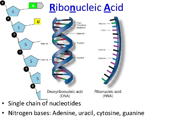 Ribonucleic Acid • Single chain of nucleotides • Nitrogen bases: Adenine, uracil, cytosine, guanine