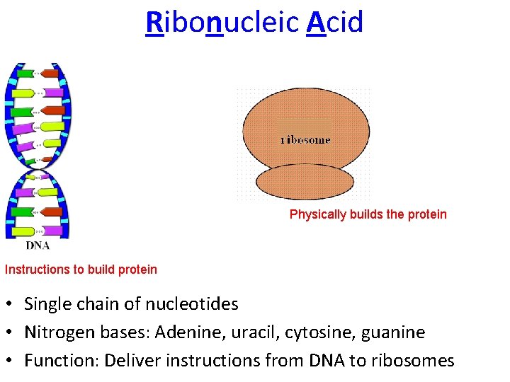 Ribonucleic Acid Physically builds the protein Instructions to build protein • Single chain of