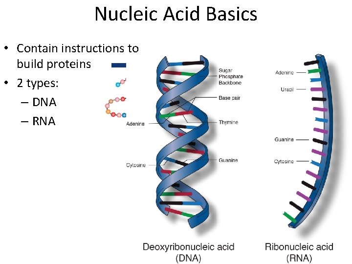 Nucleic Acid Basics • Contain instructions to build proteins • 2 types: – DNA