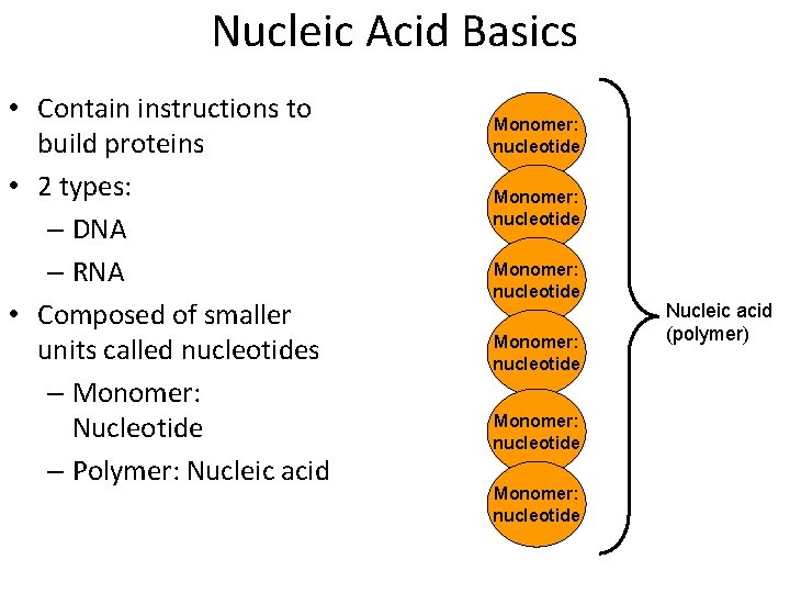 Nucleic Acid Basics • Contain instructions to build proteins • 2 types: – DNA