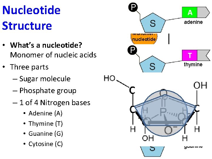 Nucleotide Structure • What’s a nucleotide? Monomer of nucleic acids • Three parts –