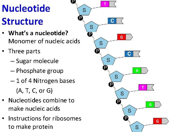 Nucleotide Structure • What’s a nucleotide? Monomer of nucleic acids • Three parts –