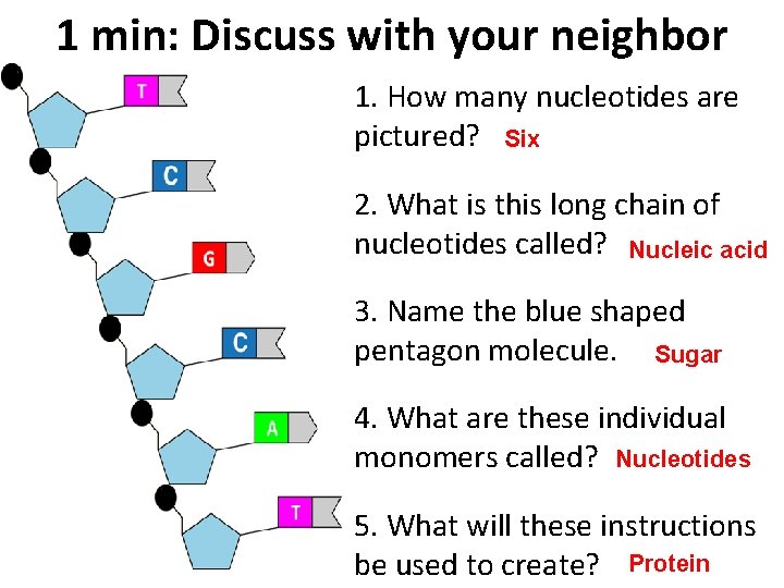 1 min: Discuss with your neighbor 1. How many nucleotides are pictured? Six 2.