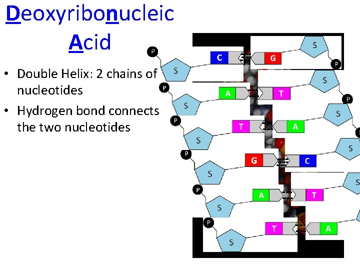 Deoxyribonucleic Acid • Double Helix: 2 chains of nucleotides • Hydrogen bond connects the
