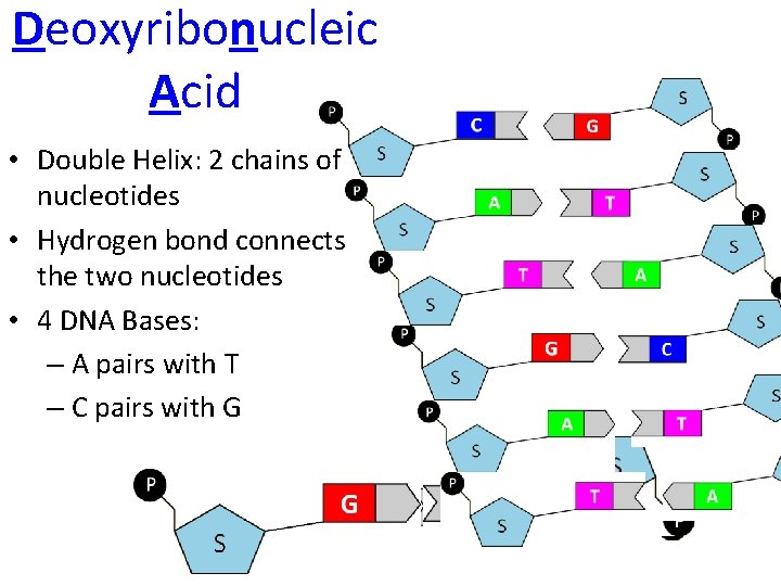 Deoxyribonucleic Acid • Double Helix: 2 chains of nucleotides • Hydrogen bond connects the