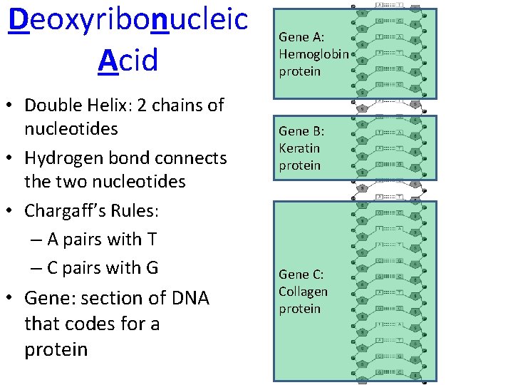 Deoxyribonucleic Acid • Double Helix: 2 chains of nucleotides • Hydrogen bond connects the Deoxyribonucleic Acid • Double Helix: 2 chains of nucleotides • Hydrogen bond connects the