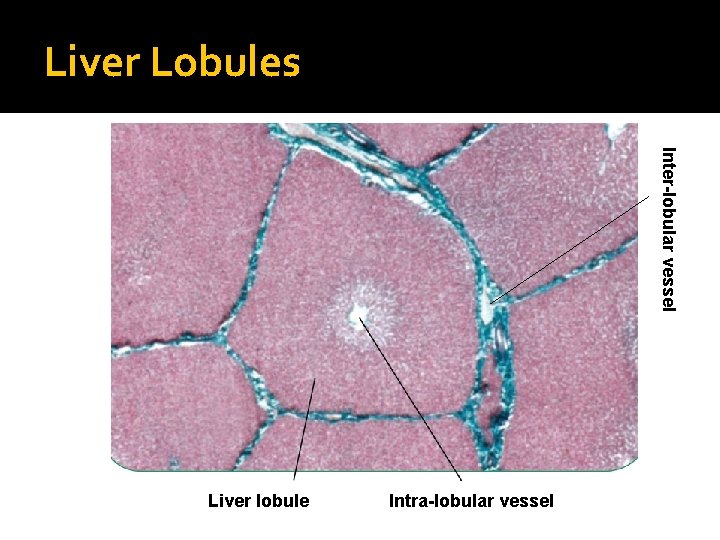 Liver Lobules Inter-lobular vessel Liver lobule Intra-lobular vessel 