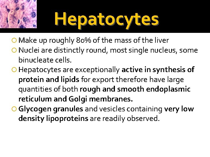 Hepatocytes Make up roughly 80% of the mass of the liver Nuclei are distinctly