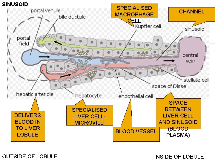 SINUSOID DELIVERS BLOOD IN TO LIVER LOBULE OUTSIDE OF LOBULE SPECIALISED MACROPHAGE CELL SPECIALISED