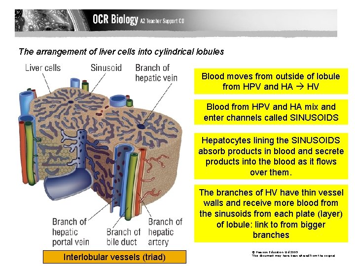 The arrangement of liver cells into cylindrical lobules Blood moves from outside of lobule