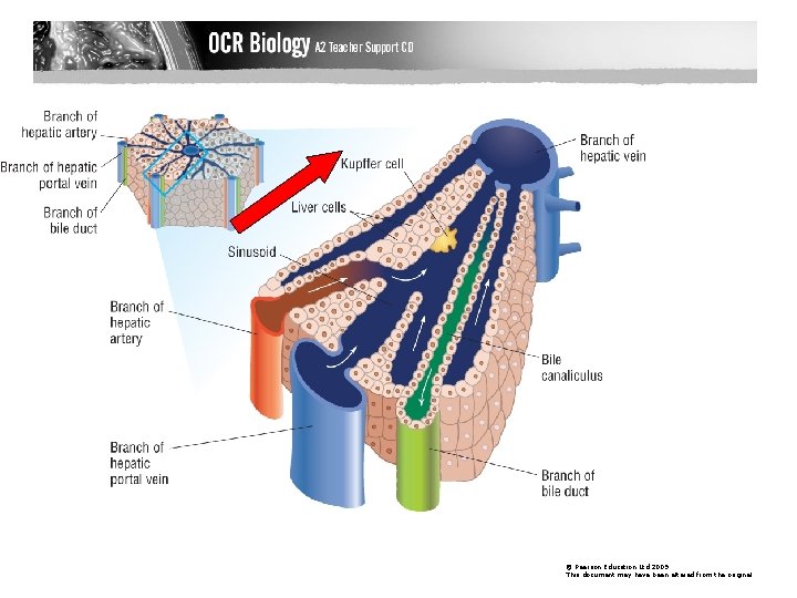 The arrangement of liver cells in a lobule © Pearson Education Ltd 2009 This