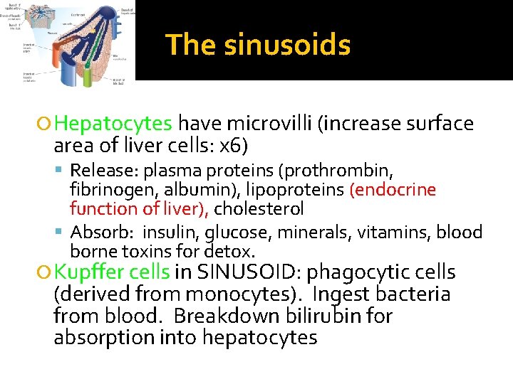 The sinusoids Hepatocytes have microvilli (increase surface area of liver cells: x 6) Release:
