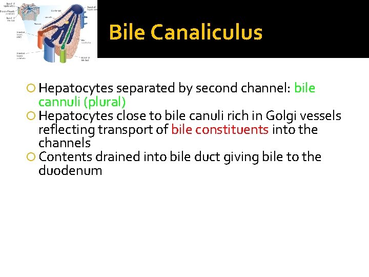 Bile Canaliculus Hepatocytes separated by second channel: bile cannuli (plural) Hepatocytes close to bile