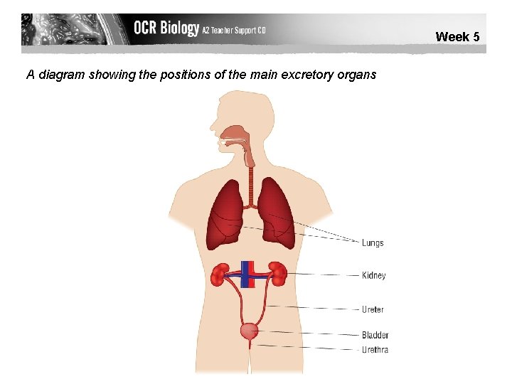 Week 5 A diagram showing the positions of the main excretory organs 