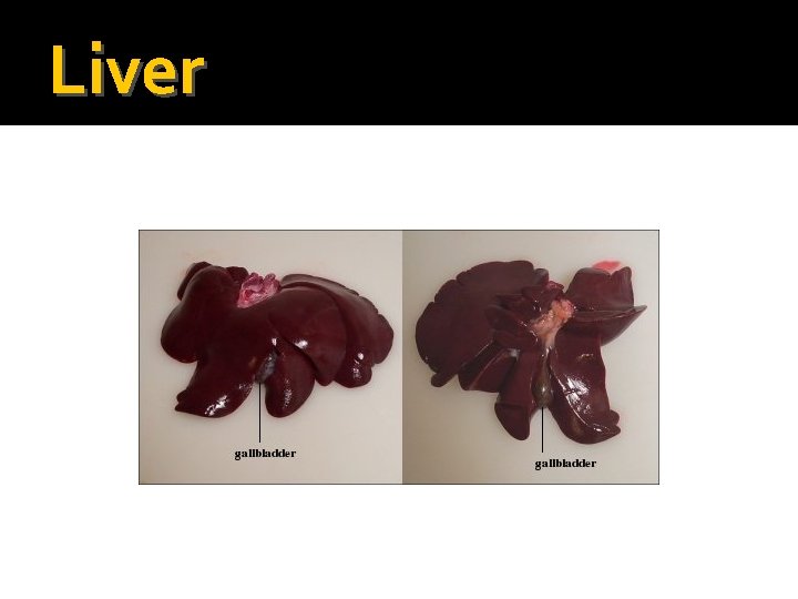 Liver 