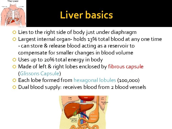 Liver basics Lies to the right side of body just under diaphragm Largest internal
