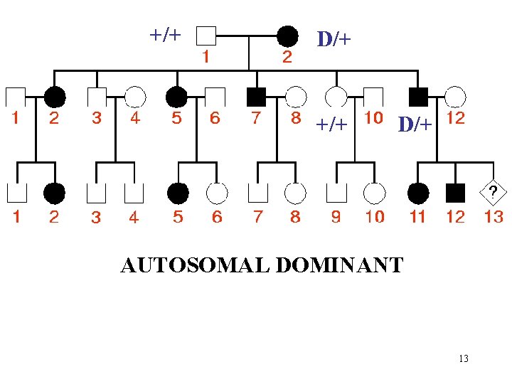 +/+ D/+ AUTOSOMAL DOMINANT 13 