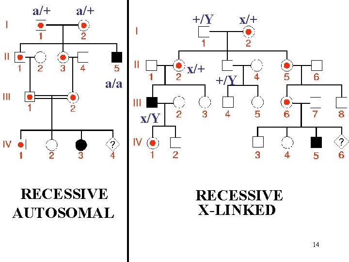 a/+ +/Y x/+ a/a x/+ +/Y x/Y RECESSIVE AUTOSOMAL RECESSIVE X-LINKED 14 