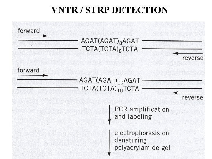 VNTR / STRP DETECTION 17 