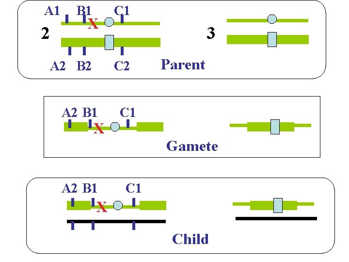 A 1 2 B 1 X A 2 B 2 C 1 3 C