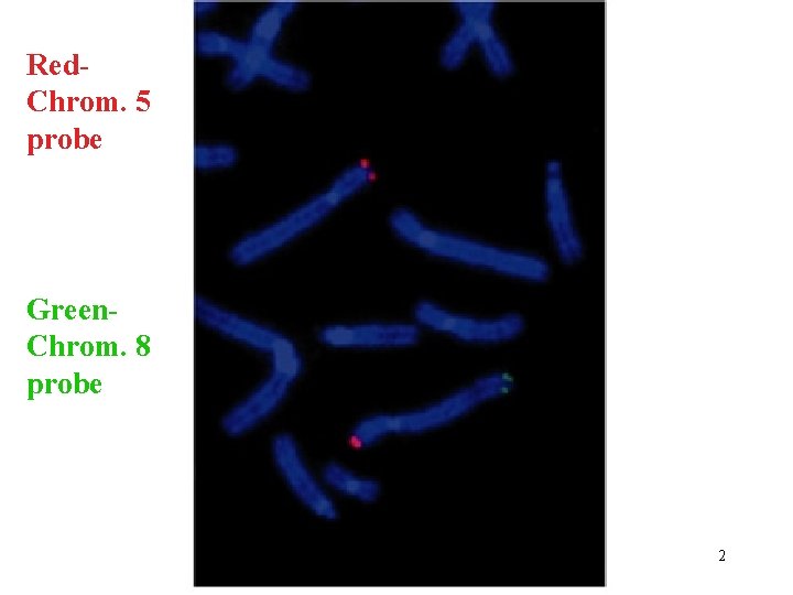 Red. Chrom. 5 probe Green. Chrom. 8 probe 2 