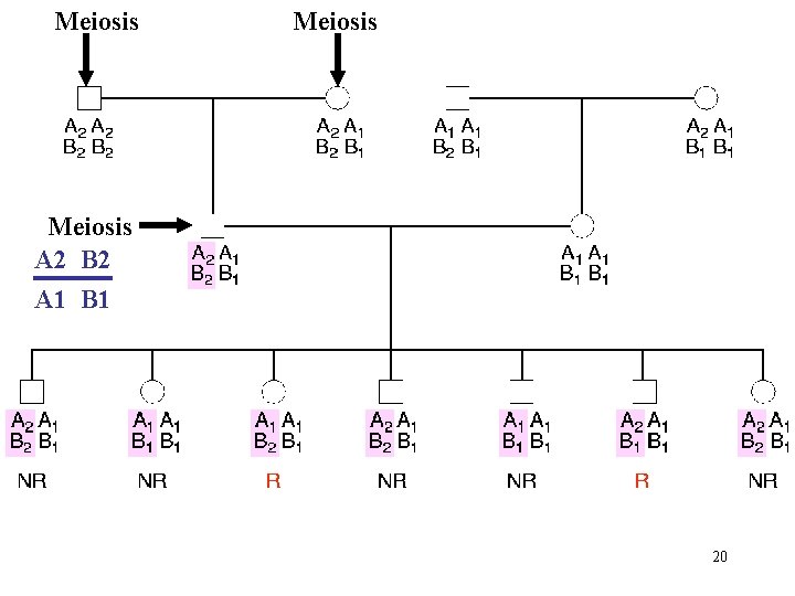 Meiosis A 2 B 2 A 1 B 1 20 
