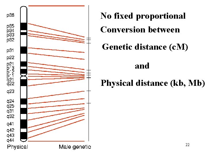 No fixed proportional Conversion between Genetic distance (c. M) and Physical distance (kb, Mb)