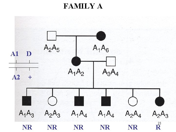FAMILY A A 1 D A 2 + NR NR NR 23 R 