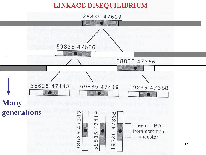 LINKAGE DISEQUILIBRIUM Many generations 35 
