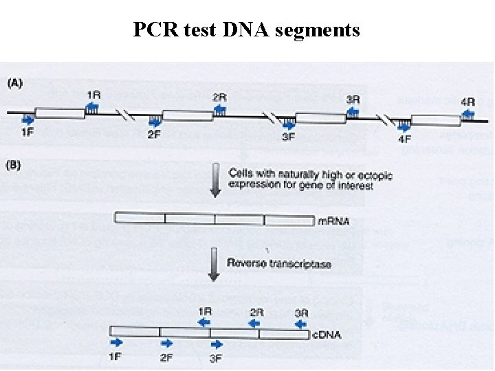 PCR test DNA segments 36 