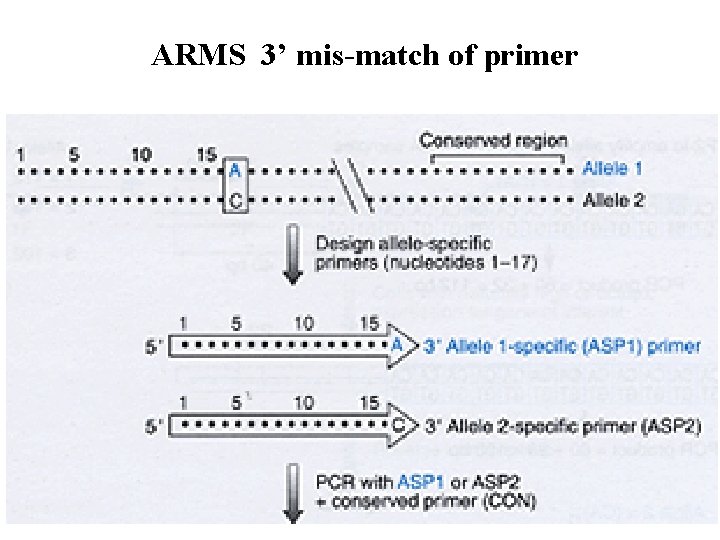 ARMS 3’ mis-match of primer 39 
