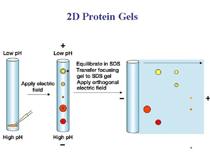 2 D Protein Gels 4 