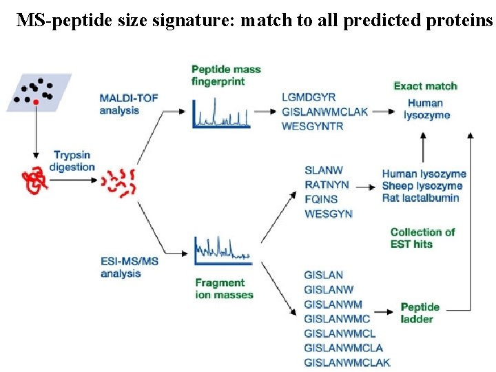 MS-peptide size signature: match to all predicted proteins 6 