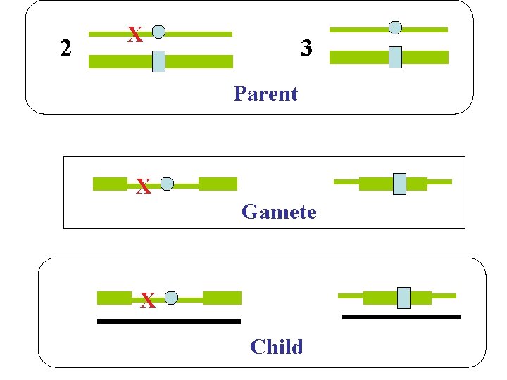 2 X 3 Parent X Gamete X Child 7 