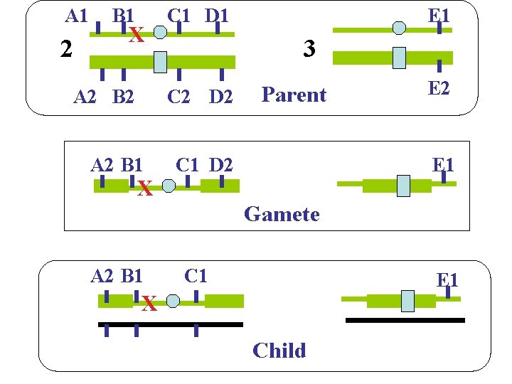 A 1 2 B 1 X A 2 B 2 C 1 D 1