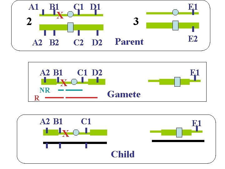 A 1 B 1 X 2 A 2 B 2 X E 1 3