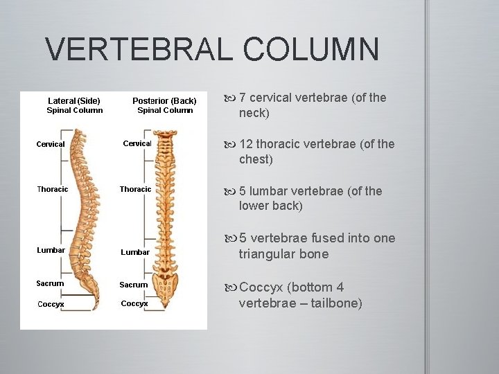 VERTEBRAL COLUMN 7 cervical vertebrae (of the neck) 12 thoracic vertebrae (of the chest)